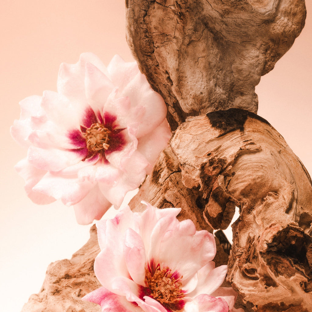 saltair Santal Bloom - Hair Gloss